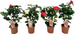 Vazoninis augalas kamelija, &Oslash; 13, 40 cm, lot. CAMELLIA MIX