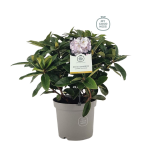 Lauko augalas rododendras, &Oslash; 21, 30 - 40 cm, lot. RHODODENDRON GERMANIA