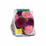Jurginų svogūnėliai, lot. DAHLIA FANTASY FIRES, 2 vnt
