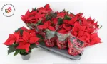 Vazoninis augalas puansetija, &Oslash; 13, 30 cm, lot. POINSETTIA