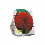 Jurginų svogūnėlis, lot. DAHLIA CACTUS HELGA, 1 vnt