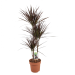 Vazoninis augalas dracena, &Oslash; 21, 120 cm, 60-30-15, lot. DRACAENA MAGENTA