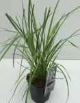 Lauko augalas kortaderija, &Oslash; 17, 50 cm, lot. Cortaderia selloana Rosea