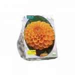 Jurginų svogūnėlis, lot. DAHLIA BALL MAARN, 1 vnt