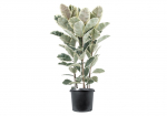 Vazoninis augalas fikusas, &Oslash; 21, 125 cm, lot. FICUS LYRATA