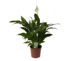 Vazoninis augalas vėzdūnė, &Oslash; 13, 65 cm, lot. SPATHIPHYLLUM
