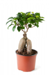Vazoninis augalas bonsas, &Oslash; 26, 70 cm, lot. FICUS GINSENG