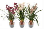 Vazoninis augalas orchidėja, vazone, 3 stiebai, &Oslash; 12, 80 cm, lot. CYMBIDIUM