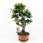 Vazoninis augalas bonsas, vazone, &Oslash; 15, 25 cm, lot. Bonsai Podocarpus macr, with saucer