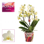 Vazoninis augalas falenopsis, &Oslash;12, 35 cm, lot. PHALAENOPSIS DAZZLING LAUSANNE, 3-4 stiebai