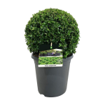 Lauko augalas buksmedis, &Oslash; 30, 60 cm, lot. Buxus semp. ball