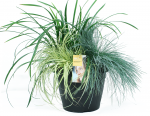 Dekoratyvinių žolių kompozicija, &Oslash; 30, 55 cm, TRIO COLLOR GRASSENMIX DECO