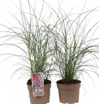 Lauko augalas kininis miskantas, &Oslash; 19, 50 cm, lot. Miscanthus sinensis Silver Cloud