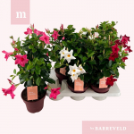 Lauko augalas mandevila, &Oslash; 17, 50 cm, lot. MANDEVILLA