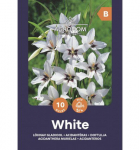 Acidanterų svogūnėliai, lot. ACIDANTHERA WHITE, 10 vnt