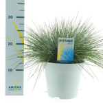 Lauko augalas eraičinas, &Oslash; 17, 35 - 40 cm, lot. FESTUCA GLAUCA INTENSE BLUE