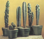 Vazoninis augalas kaktusas, &Oslash; 10, 15 cm, lot. CACTUS ARR