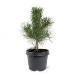 Lauko augalas juodoji pu&scaron;is, &Oslash; 19, 45 cm, lot. Pinus nigra nigra