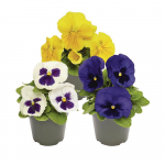 Lauko augalas na&scaron;laitė, &Oslash; 9, 15 cm, lot. Viola F1