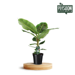 Vazoninis augalas bananmedis, &Oslash;21, 90 cm, lot. Musa Dwarf Cavendish