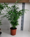 Vazoninis augalas palmė, &Oslash; 17, 60 cm, lot. Chamaedorea Elegans