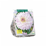 Jurginų svogūnėliai, lot. DAHLIA  CACTUS CRAZY LOVE, 1 vnt