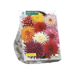 Jurginų svogūnėliai, lot. DAHLIA CACTUS MIXED, 3 vnt