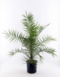 Vazoninis augalas finikas, &Oslash; 19, 100 cm, lot. Phoenix Canariensis