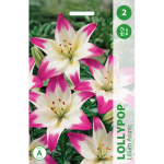 Lelijų svogūnėlis, lot. LILIUM LOLLYPOP, 2 vnt.