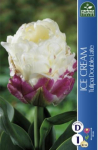 Tulpių svogūnėlis, lot. TULIPA ICE CREAM