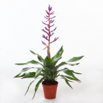 Vazoninis augalas echmėja, &Oslash; 12, 55 cm, lot. AECHMEA BLUE RAIN
