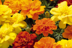 Lauko augalas tagetė smulkiažiedė, &Oslash; 9, 19 cm, lot.TAGETES PATULA