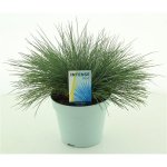 Lauko augalas eraičinas, &Oslash;13, 26 cm, lot. Festuca glauca Intense Blue