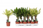 Vazoninis augalas dracena, &Oslash; 11, 40 cm, lot. DRACAENA Fragrans mix