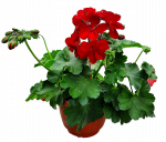 Kabantis lauko augalas pelargonija, Ǿ 15, 25 cm, lot. PELARGONIUM CUMBANITA