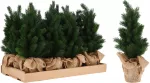 Kalėdinė dekoracija vazonėlyje PINE TREE, 45 cm