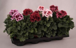 Lauko augalas pelargonija, &Oslash; 12, 25 cm, lot. Pelargonium grandi. mix