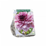 Jurginų svogūnėlis, lot. DAHLIA DECORATIEF CREME DE CASSIS, 1 vnt