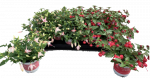 Lauko augalas fuksija, &Oslash; 10, 22 cm, lot. Fuchsia