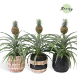 Vazoninis augalas ananasas, su vazonu, &Oslash; 12, 40 cm, lot. Ananas Mi Amigo