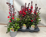 Lauko augalas lobelija, &Oslash; 13, 20 cm, lot. LOBELIA SPECIOSA