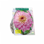 Jurginų svogūnėlis, lot. DAHLIA LUKA JOHANNA, 1 vnt