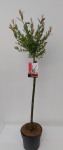 Lauko augalas gluosnis, &Oslash; 19 cm, 100 - 110 cm, lot. SALIX FLAMINGO