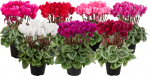Vazoninis augalas ciklamenas, &Oslash; 12, 25 cm, lot. CYCLAMEN