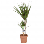 Vazoninis augalas dracena, &Oslash; 17, 85 cm, 30-15, lot. DRACAENA MARGINATA