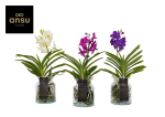 Vazoninis augalas falenopsis, &Oslash; 18, 45 cm, su vazonu, lot. PHALAENOPSIS, 4 stiebai
