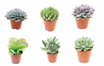 Vazoninis augalas sukulentas, &Oslash; 10,5, 12 cm, lot. Succulent mix