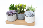 Vazoninis augalas sukulentas, vazone, &Oslash; 12, 22 cm, lot. SUCCULENT MIX, in ceramic