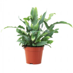 Vazoninis augalas papartis, &Oslash; 18, 35 cm, lot. PHLEBODIUM