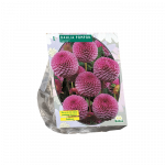 Jurginų svogūnėlis, lot. DAHLIA POMPON LIPOMA, 1 vnt